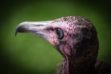 A turkey vulture closeup in a falcrony in saarburg, copy space