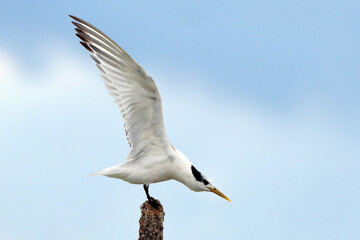 Cabot's Tern (Thalasseus acuflavidus) perched on a log preparing to take off.