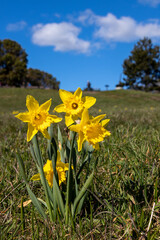 Daffodils blooming in the park on a sunny day