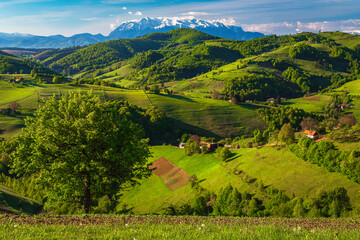 Obraz premium Spring landscape with farmlands on the slopes, Holbav, Romania