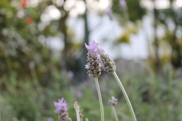 flora méxico