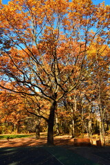 Fototapeta premium Yellow leaves on an oak branch in sunlight on a blue sky