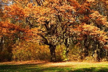 Fototapeta na wymiar Yellow oaks in the sunlight in the park
