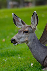 White-tailed deer portrait