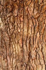 Oak trunk with bark in the park