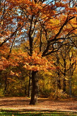Fototapeta premium Yellow oaks in the sunlight in the park