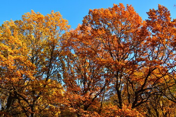Yellow leaves on an oak branch in sunlight on a blue sky