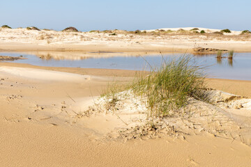 Vegetation with sand and lake