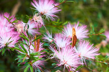 pink powderpuff flower