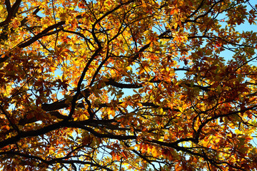 Yellow leaves on an oak branch in sunlight on a blue sky