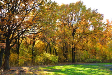 Fototapeta premium Yellow oaks in the sunlight in the park