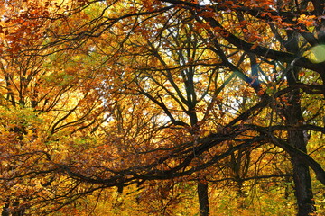 Yellow leaves on an oak branch in sunlight on a blue sky