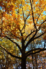 Fototapeta premium Yellow leaves on an oak branch in sunlight on a blue sky
