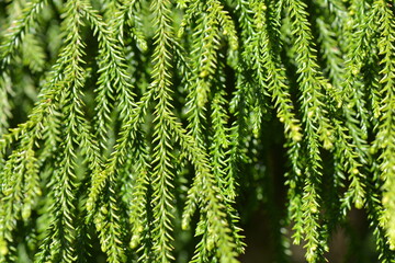 Rimu Tree leaves for  graphic design elements