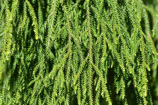 New Zealand Rimu (Red Pine or Podocarpaceae) Leaves make great textures. 