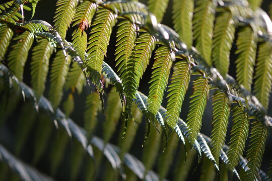 Fern Leaves for Graphic Design