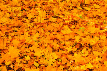 Yellow maple leaves in the sunlight