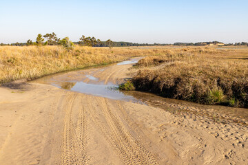 Dirty road with dry vegetation and pine trees