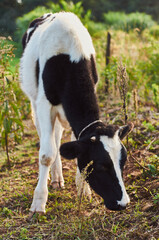 cow in the field