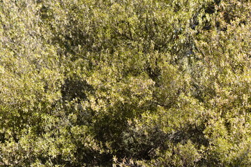 Bush scene. Wide angle for graphic uses.