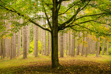 Idyllic forest scenery at autumn time in Quebec, Canada