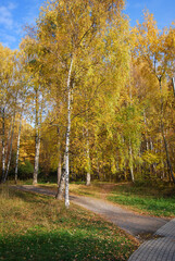 Autumn landscape. Birch with yellow leaves in the forest. The path leads into the forest past the autumn birch.