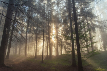 Walking in pine autumn forest at czech republic. Sunshine beams rays at sunrise through the fog among trees.