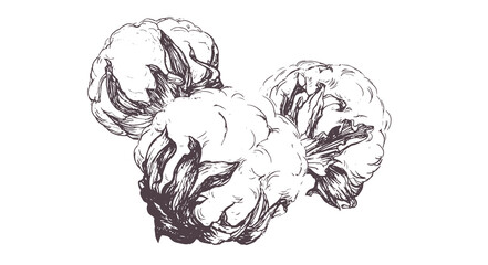 Hand drawn cotton branch. Highly detailed vector illustration