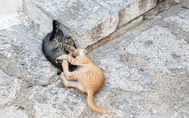Black and red tabby kittens fighting on the street