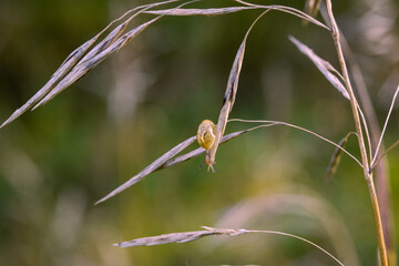 dragonfly on a branch