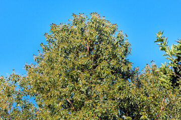 Avocado treetop, clear blue sky in the background.