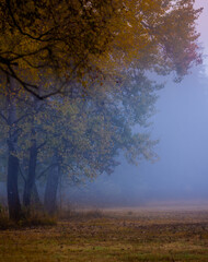 Beautiful forest with fog in Autumn time