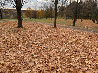 autumn leaves in the park