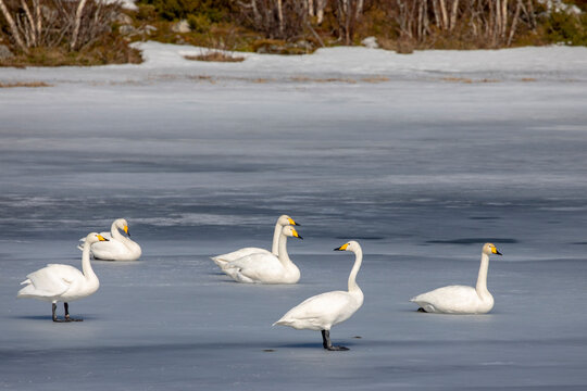 Whooper swan Mo lake in ,Helgeland,Northern Norway,scandinavia,Europe
