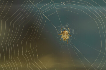 Spiders make webs. Wet spider web, with small spider on color background