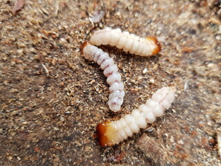 Longhorn beetle larvae in dead birch wood 