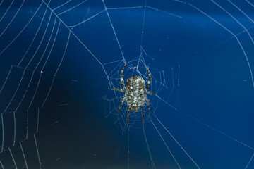 Spiders make webs. Wet spider web, with small spider on color background