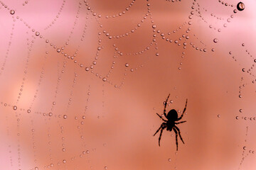 Spiders make webs. Wet spider web, with small spider on color background
