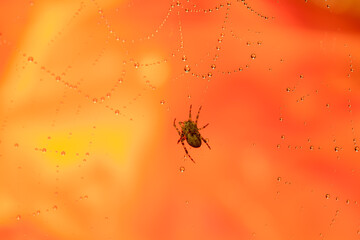 Spiders make webs. Wet spider web, with small spider on color background