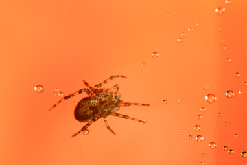 Spiders make webs. Wet spider web, with small spider on color background