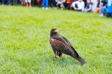 trained Harris's hawk on green field
