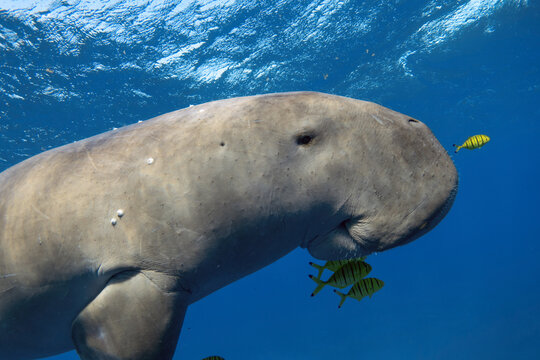 Dugong In The Sea Close Up