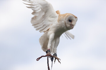 trained Barn owl in flight