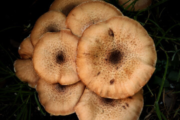 Group of brown physalacriaceae mushrooms fungi close up
