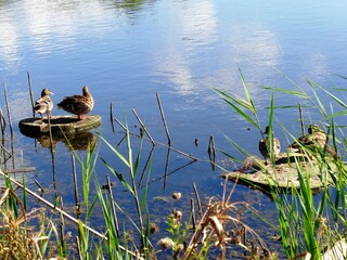 ducks on the lake