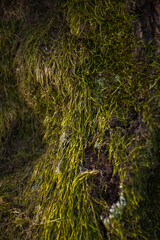 nature texture of green moss on the tree