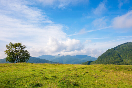 trees on the grassy hill. beautiful early autumn landscape in mountains. sunny morning with fluffy clouds on the blue sky