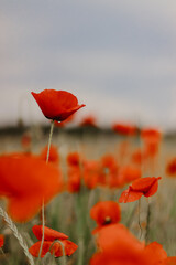 Obraz premium Poppies