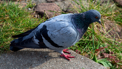 The animal bird called the Rock Gołąb living in the Biała River valley in the city of Białystok in Podlasie in Poland.