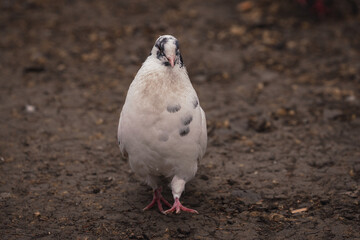 white dove on the ground